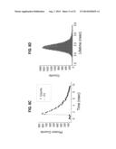 NOVEL BRANCHIOSTOMA DERIVED FLUORESCENT PROTEINS diagram and image