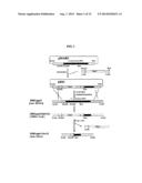 Rapid Screening Method of Translational Fusion Partners for Producing     Recombinant Proteins and Translational Fusion Partners Screened Therefrom diagram and image