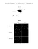 Rapid Screening Method of Translational Fusion Partners for Producing     Recombinant Proteins and Translational Fusion Partners Screened Therefrom diagram and image