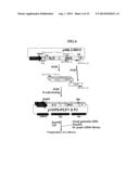 Rapid Screening Method of Translational Fusion Partners for Producing     Recombinant Proteins and Translational Fusion Partners Screened Therefrom diagram and image