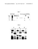 Rapid Screening Method of Translational Fusion Partners for Producing     Recombinant Proteins and Translational Fusion Partners Screened Therefrom diagram and image