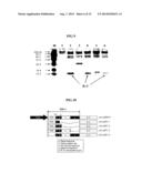 Rapid Screening Method of Translational Fusion Partners for Producing     Recombinant Proteins and Translational Fusion Partners Screened Therefrom diagram and image