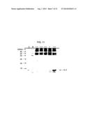 Rapid Screening Method of Translational Fusion Partners for Producing     Recombinant Proteins and Translational Fusion Partners Screened Therefrom diagram and image