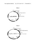 Rapid Screening Method of Translational Fusion Partners for Producing     Recombinant Proteins and Translational Fusion Partners Screened Therefrom diagram and image