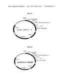 Rapid Screening Method of Translational Fusion Partners for Producing     Recombinant Proteins and Translational Fusion Partners Screened Therefrom diagram and image