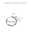 Rapid Screening Method of Translational Fusion Partners for Producing     Recombinant Proteins and Translational Fusion Partners Screened Therefrom diagram and image