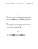 Engineered Sequences to Facilitate Expression of Antigens in Neisseria and     Methods of Use diagram and image