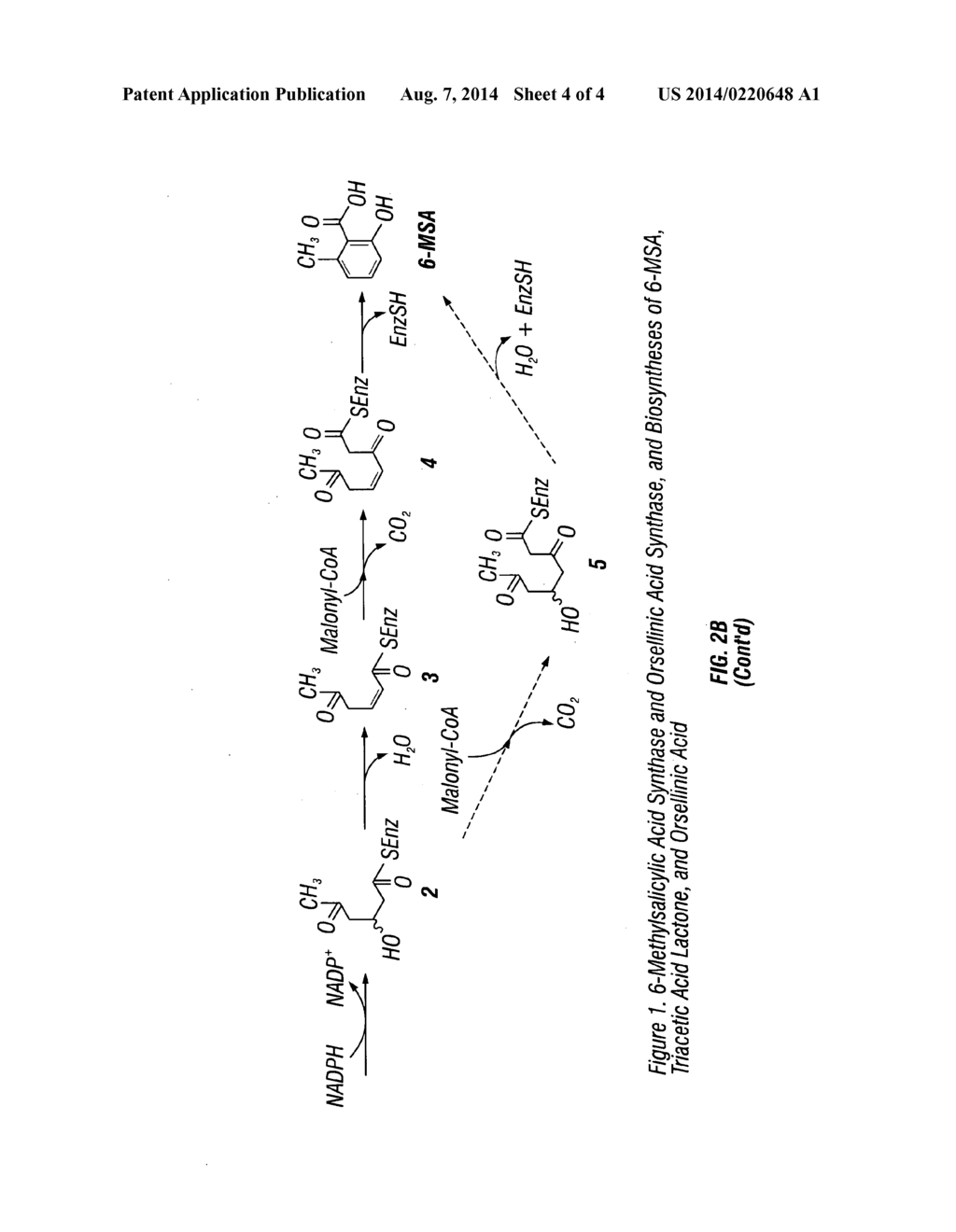 RECOMBINANT PRODUCTION SYSTEMS FOR AROMATIC MOLECULES - diagram, schematic, and image 05