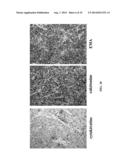 Methods for Determining the Oncogenic Condition of Cell, Uses Thereof, and     Methods for Treating Cancer diagram and image