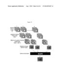 ENHANCED OPTICAL ANGIOGRAPHY USING INTENSITY CONTRAST AND PHASE CONTRAST     IMAGING METHODS diagram and image