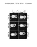 LOCALIZED FLUORESCENCE EXCITATION IN WHOLE BODY OPTICAL IMAGING diagram and image