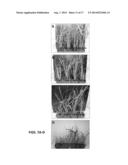 CROP PLANTS WITH IMPROVED WATER USE EFFICIENCY AND GRAIN YIELD AND METHODS     OF MAKING THEM diagram and image