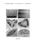 CROP PLANTS WITH IMPROVED WATER USE EFFICIENCY AND GRAIN YIELD AND METHODS     OF MAKING THEM diagram and image