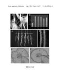 CROP PLANTS WITH IMPROVED WATER USE EFFICIENCY AND GRAIN YIELD AND METHODS     OF MAKING THEM diagram and image