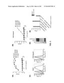 ANTI-PSEUDOMONAS PSL BINDING MOLECULES AND USES THEREOF diagram and image