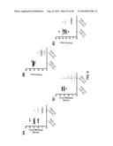 ANTI-PSEUDOMONAS PSL BINDING MOLECULES AND USES THEREOF diagram and image