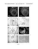 PNMT AS A NOVEL MARKER FOR PROGENITOR CELLS diagram and image