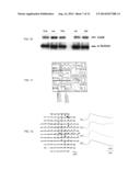 PNMT AS A NOVEL MARKER FOR PROGENITOR CELLS diagram and image