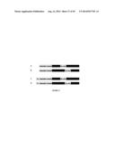 METHODS AND KITS FOR DETERMINING DNA REPAIR CAPACITY diagram and image