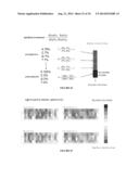 EVALUATION AND IMPROVEMENT OF NUCLEASE CLEAVAGE SPECIFICITY diagram and image