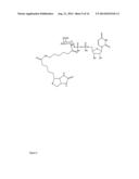 TUMOR SPECIFIC OLIGOSACCHARIDE EPITOPES AND USE THEREOF diagram and image