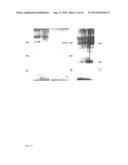 TUMOR SPECIFIC OLIGOSACCHARIDE EPITOPES AND USE THEREOF diagram and image