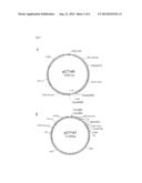 Binding Molecule Having Influenza A Virus-Neutralizing Activity Produced     from Human B Cell diagram and image