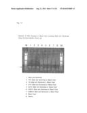 OLIGONUCLEOTIDE SEQUENCES THAT IDENTIFY SPECIES OF ANIMAL diagram and image