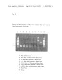 OLIGONUCLEOTIDE SEQUENCES THAT IDENTIFY SPECIES OF ANIMAL diagram and image