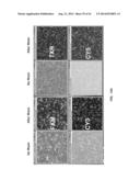 NUCLEOTIDE TRANSIENT BINDING FOR SEQUENCING METHODS diagram and image