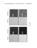 NUCLEOTIDE TRANSIENT BINDING FOR SEQUENCING METHODS diagram and image