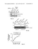 TARGET OF THE PHOSPHOINOSITIDE 3-KINASE PATHWAY diagram and image