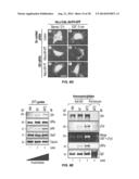 TARGET OF THE PHOSPHOINOSITIDE 3-KINASE PATHWAY diagram and image