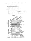 TARGET OF THE PHOSPHOINOSITIDE 3-KINASE PATHWAY diagram and image