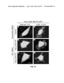 TARGET OF THE PHOSPHOINOSITIDE 3-KINASE PATHWAY diagram and image