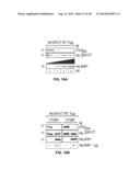 TARGET OF THE PHOSPHOINOSITIDE 3-KINASE PATHWAY diagram and image