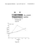 Benzamide Compounds and Related Methods of Use diagram and image