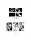 Engineered Cellular Pathways for Programmed Autoregulation of     Differentiation diagram and image