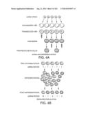 Engineered Cellular Pathways for Programmed Autoregulation of     Differentiation diagram and image