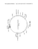 Engineered Cellular Pathways for Programmed Autoregulation of     Differentiation diagram and image