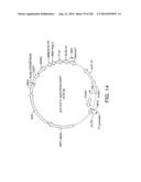 Engineered Cellular Pathways for Programmed Autoregulation of     Differentiation diagram and image