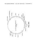 Engineered Cellular Pathways for Programmed Autoregulation of     Differentiation diagram and image