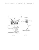 SYNTHETIC SINGLE CHAIN VARIABLE DOMAIN (SCFV) IMMUNOGLOBULIN FRAGMENT     VEHICLE CONTAINING FUSION PROTEINS FOR TARGETED INTRODUCTION OF siRNA diagram and image