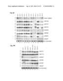 METHOD TO TRIGGER RNA INTERFERENCE diagram and image