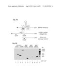 METHOD TO TRIGGER RNA INTERFERENCE diagram and image