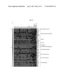 Induction of Hemogenic Endothelium from Pluripotent Stem Cells diagram and image