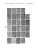 Induction of Hemogenic Endothelium from Pluripotent Stem Cells diagram and image