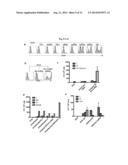 Induction of Hemogenic Endothelium from Pluripotent Stem Cells diagram and image