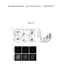 Induction of Hemogenic Endothelium from Pluripotent Stem Cells diagram and image