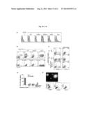 Induction of Hemogenic Endothelium from Pluripotent Stem Cells diagram and image